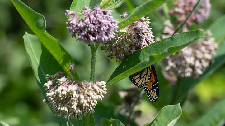A monarch butterfly with orange, black, and white wings rests on green milkweed leaves with clusters of pale pink flowers against a soft green blurred background.